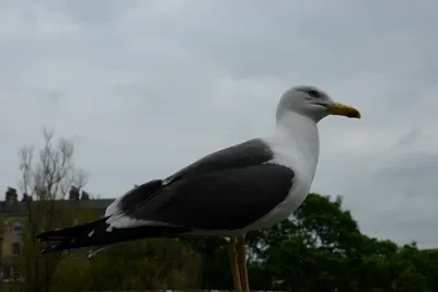 DSC_2543 (Large).JPG